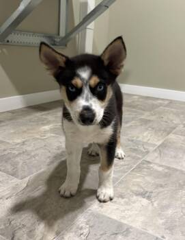 Otis -  Husky and Australian Shepherd Dog for Adoption in Grant, Nebraska - Otis | PetCurious