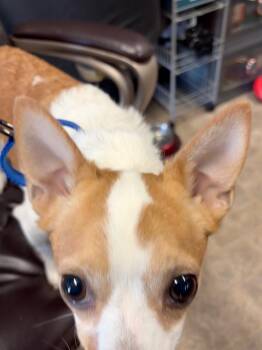 Fox Terrier Dogs Available for Adoption in Carson City, Nevada - Wombat | PetCurious