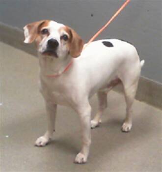Rescue Beagle and Mixed Breed Dogs for Adoption in Las Vegas, Nevada - BENTLEY | PetCurious