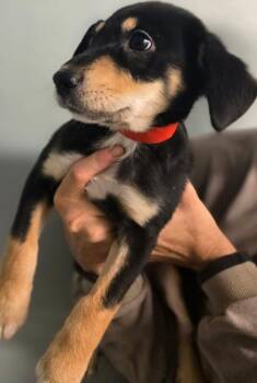 Claudia -  Dachshund and Mixed Breed Dog for Adoption in Aiken, South Carolina - Claudia | PetCurious
