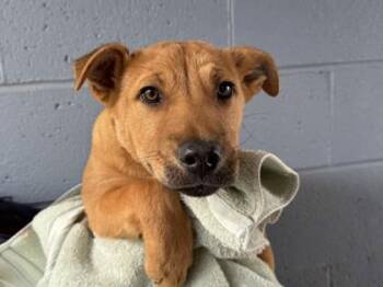 Labrador Retriever and Mixed Breed Dogs Available for Adoption - Nimbus | PetCurious