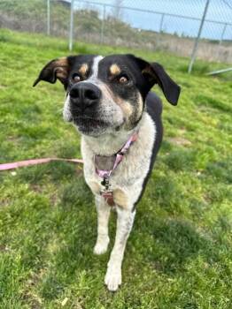 Australian Cattle Dog Blue Heeler Dogs Available for Adoption in Salem, Oregon - Jello | PetCurious