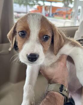 Dumpling -  Terrier Dog for Adoption in Jefferson, New Jersey - Dumpling | PetCurious