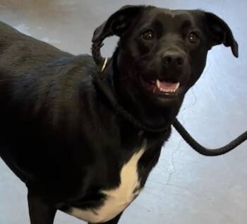 MOLLY -  Rat Terrier and Australian Cattle Dog Blue Heeler Dog for Adoption in Elizabethton, Tennessee - MOLLY | PetCurious