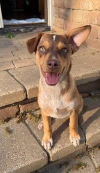 Terrier Dogs Available for Adoption in Oswego, Illinois - Serena | PetCurious