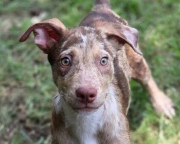 Ryder -  Catahoula Leopard Dog and Mixed Breed Dog for Adoption in Anniston, Alabama - Ryder | PetCurious
