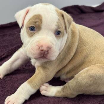 Mixed Breed Dogs Available for Adoption - Barbados | PetCurious