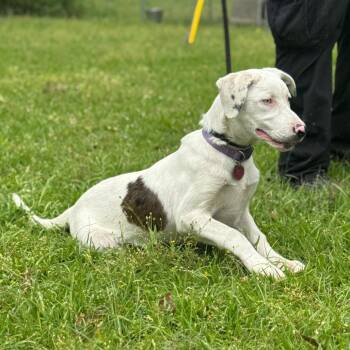 Catahoula Leopard Dog and Mixed Breed Dogs Available for Adoption in Lucedale, Mississippi - ODIN | PetCurious