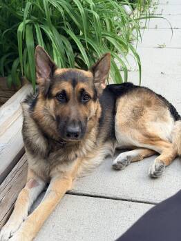 Max - Adoption Pending -  German Shepherd Dog Dog for Adoption in Toronto, Ontario - Max - Adoption Pending | PetCurious