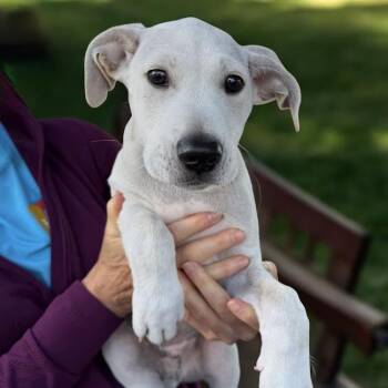 Border Collie and Terrier Dogs Available for Adoption in San Diego, California - Monet Pup - Gustav | PetCurious