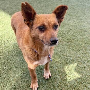Terrier Dogs Available for Adoption in Walnut Creek, California - Monica | PetCurious