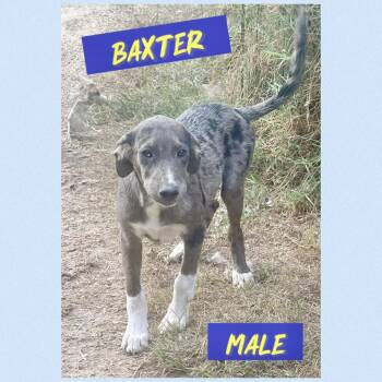 Baxter -  Wirehaired Terrier Dog for Adoption in Manchester, Connecticut - Baxter | PetCurious