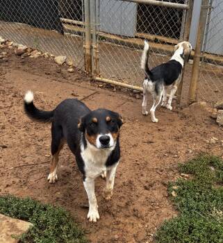 Rescue Border Collie and Rat Terrier Dogs for Adoption in Rogersville, Tennessee - Pickett | PetCurious