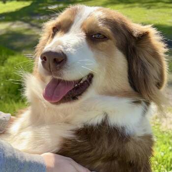 Australian Shepherd Dogs Available for Adoption - Hannah | PetCurious
