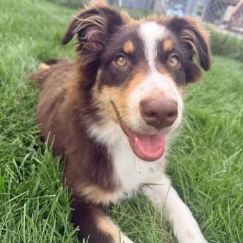 Kermit D70573 -  Australian Shepherd and Mixed Breed Dog for Adoption in Minnetonka, Minnesota - Kermit D70573 | PetCurious