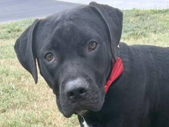 Rescue Mixed Breed Dogs for Adoption in Georgetown, Texas - Cassidy | PetCurious