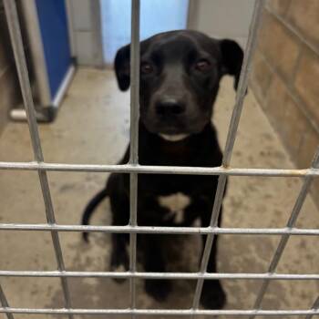 Black Labrador Retriever Dogs Available for Adoption in Brookfield, Missouri - Doug | PetCurious