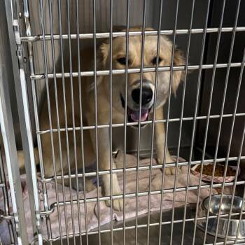 Elote -  Labrador Retriever Dog for Adoption in Greensboro, North Carolina - Elote | PetCurious