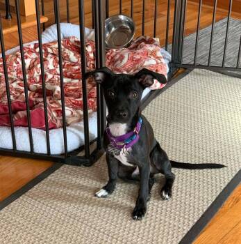 Whippet Dogs Available for Adoption - Bobo | PetCurious