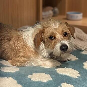 Fawn 4860 -  Mixed Breed Dog for Adoption in Boca Raton, Florida - Fawn 4860 | PetCurious
