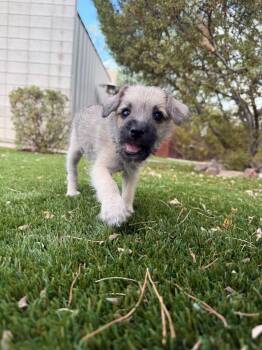 Jackalope -  Pug and Schnauzer Dog for Adoption in Phoenix, Arizona - Jackalope | PetCurious