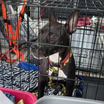 Black Labrador Retriever and Mixed Breed Dogs Available for Adoption in St. Louis, Missouri - Berlie | PetCurious