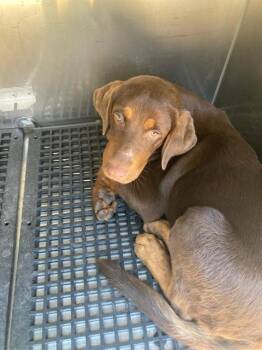 HANZEL -  Mixed Breed Dog for Adoption in Dallas, Texas - HANZEL | PetCurious