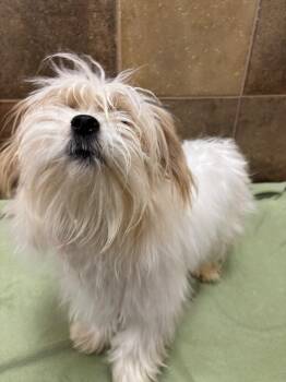 Odeline -  Bichon Frise and Mixed Breed Dog for Adoption in Fort Collins, Colorado - Odeline | PetCurious