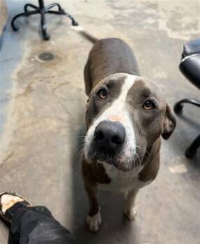 Husky and American Staffordshire Terrier Dogs Available for Adoption in Tallahassee, Florida - MOLY | PetCurious