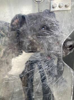 Mixed Breed Dogs Available for Adoption - LIZA | PetCurious