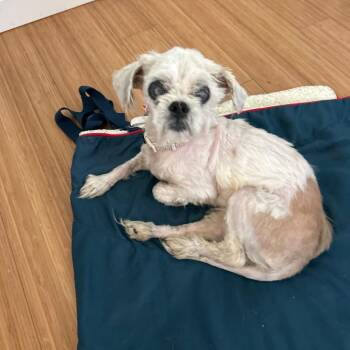 MATILDA -  Shih Tzu Dog for Adoption in Waterford, New Jersey - MATILDA | PetCurious