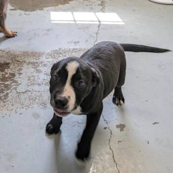 Octavia -  English Bulldog Dog for Adoption in Chico, California - Octavia | PetCurious