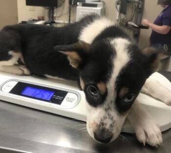 A429030 -  Australian Shepherd and Mixed Breed Dog for Adoption in Conroe, Texas - A429030 | PetCurious