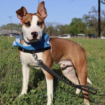 Pit Bull Terrier Dogs Available for Adoption in Saint Joseph, Missouri - Dave P4P | PetCurious