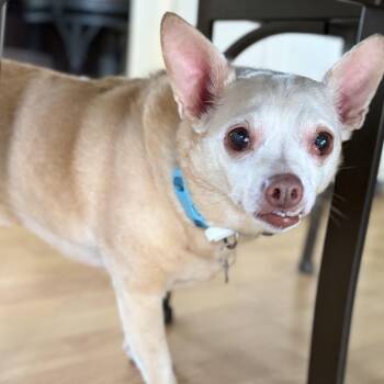 Petie -  Chihuahua Dog for Adoption in Rockville, Maryland - Petie | PetCurious