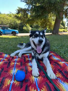 Moose -  Siberian Husky Dog for Adoption in Deer Park, Washington - Moose | PetCurious