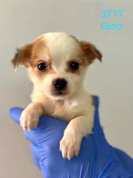 Beagle Dogs Available for Adoption in New York, New York - Gino (AL) | PetCurious