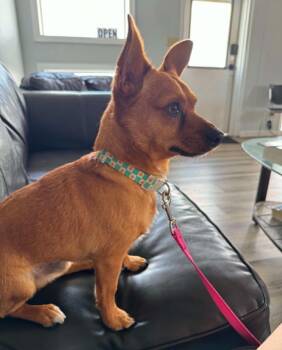 Toby -  Chihuahua Dog for Adoption in Homer Glen, Illinois - Toby | PetCurious