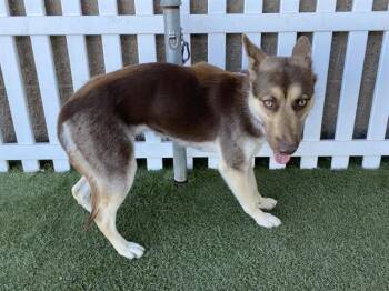 Siberian Husky and Mixed Breed Dogs Available for Adoption - LUCY | PetCurious