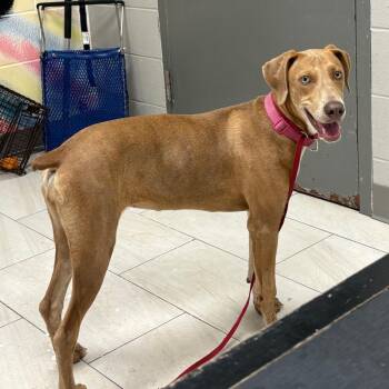 Wimberley -  Doberman Pinscher Dog Available for Adoption in Lufkin, Texas - Wimberley | PetCurious