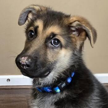 Perseus -  German Shepherd Dog Dog for Adoption in Cincinnati, Ohio - Perseus | PetCurious