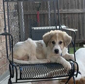 Eloise -  Great Pyrenees Dog for Adoption in Garland, Texas - Eloise | PetCurious