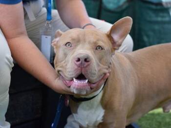 Edward -  Mixed Breed Dog for Adoption - Edward | PetCurious