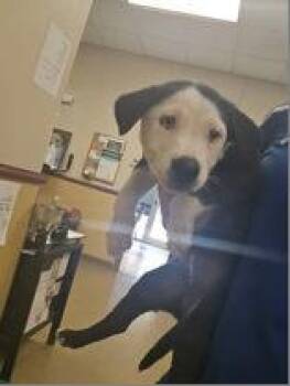 Quincy -  Great Pyrenees and Mixed Breed Dog for Adoption in Morton Grove, Illinois - Quincy | PetCurious