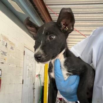Oddish -  Pit Bull Terrier Dog for Adoption in Edinburg, Texas - Oddish | PetCurious