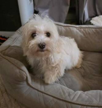 Maltese and Miniature Poodle Dogs Available for Adoption in Manvel, Texas - Chanel | PetCurious