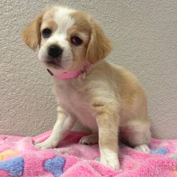 946 (2026) Sunny -  Maltese and Mixed Breed Dog for Adoption in Parker, Colorado - 946 (2026) Sunny | PetCurious