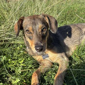 Rescue Dachshund and Terrier Dogs for Adoption in Warren, Rhode Island - Aster | PetCurious