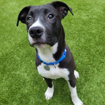 Pit Bull Terrier Dogs Available for Adoption - Annie | PetCurious