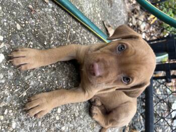 Snappy (Toy Story 5) -  Shepherd Dog for Adoption in Woodside, California - Snappy (Toy Story 5) | PetCurious